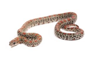 Lampropeltis mexicana mexicana, ultra granite